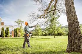 Reliable Norwood Young America, MN Tree Services Solutions