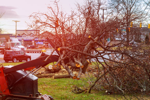 How Our Tree Care Process Works  in  Norwood Young America, MN